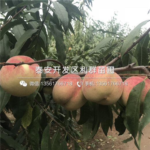 春丽桃树苗批发价格春丽桃树苗出售基地